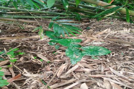 Misteri Hilangnya Petilasan Kyai Gesen